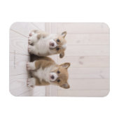 Twee Welsh Corgi-vergaderingen Magneet (Horizontaal)