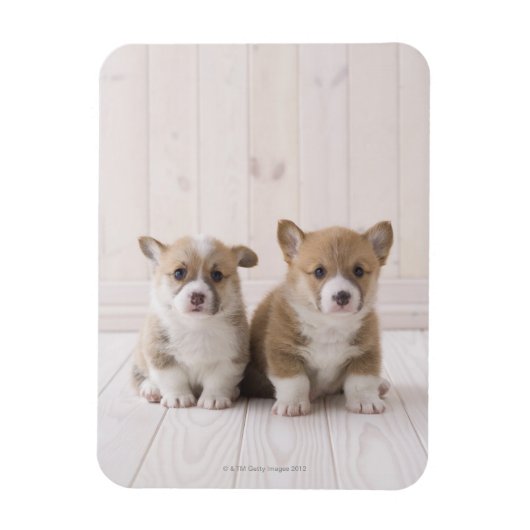 Twee Welsh Corgi-vergaderingen Magneet (Verticaal)