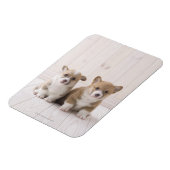 Twee Welsh Corgi-vergaderingen Magneet (Linkerzijde)