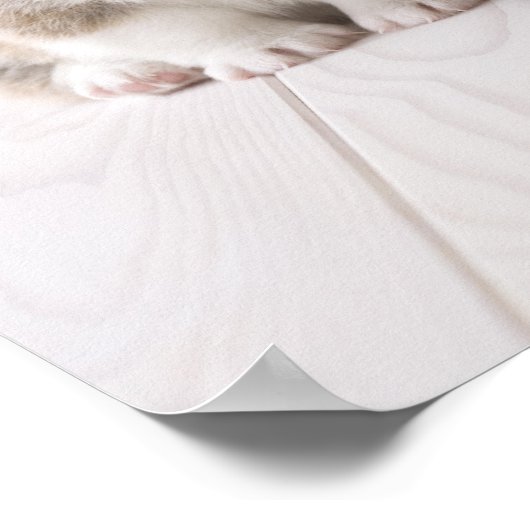 Twee Welsh Corgi-vergaderingen Poster (Hoek)