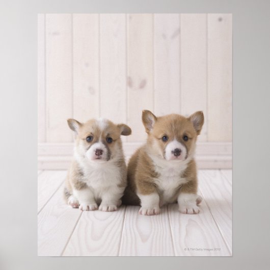 Twee Welsh Corgi-vergaderingen Poster (Voorkant)