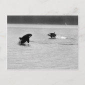 TWEE WHALES BRIEFKAART (Voorkant)