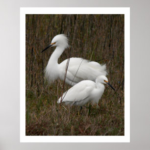 Twee wilde dieren in het wild van grot afdrukken poster