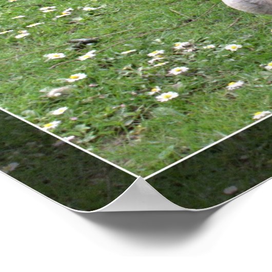 Twee wilde eenden op groen gras. Landschapsdier Poster (Hoek)