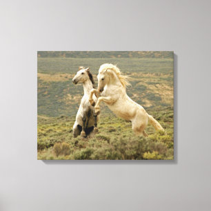 Twee wilde hengsten vechten canvas afdruk