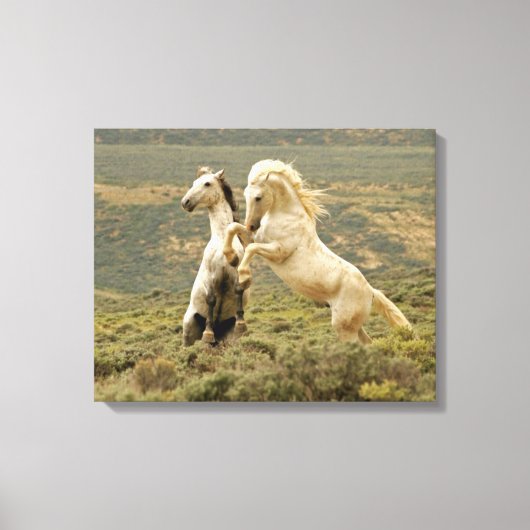 Twee wilde hengsten vechten canvas afdruk (Voorkant)
