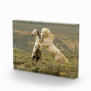 Twee wilde hengsten vechten fotoblokken