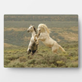 Twee wilde hengsten vechten fotoplaat (voorkant)