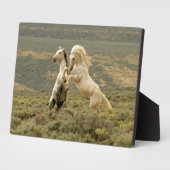 Twee wilde hengsten vechten fotoplaat (Zijkant)