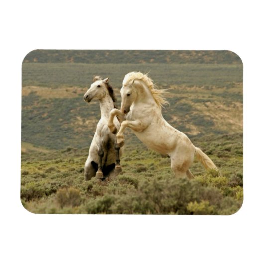 Twee wilde hengsten vechten magneet (Horizontaal)