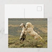 Twee Wilde Stallianties vechten Briefkaart (Voorkant / Achterkant)