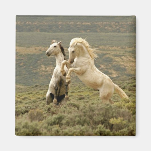 Twee Wilde Stallianties vechten Magneet (Voorkant)