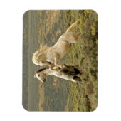 Twee Wilde Stallianties vechten Magneet (Verticaal)