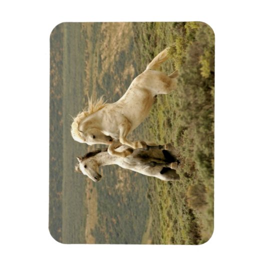 Twee Wilde Stallianties vechten Magneet (Verticaal)