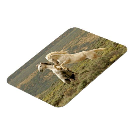 Twee Wilde Stallianties vechten Magneet (Linkerzijde)