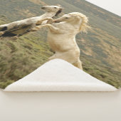 Twee Wilde Stallianties vechten Sherpa Deken (3/4)