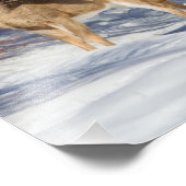 Twee Witstaartsloppenwijken in de winter Foto Afdruk (Hoek)