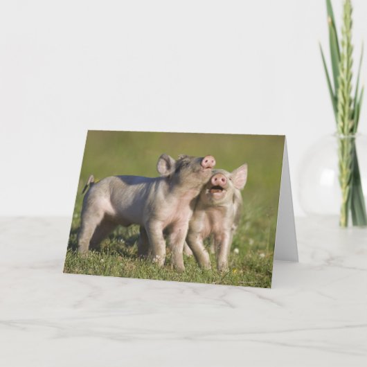 Twee witte biggen spelen in het veld kaart (Voorkant)