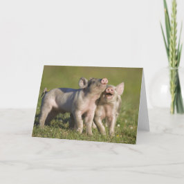 Twee witte biggen spelen in het veld kaart