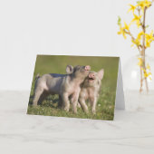 Twee witte biggen spelen in het veld kaart (Gele Bloem)