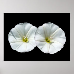 twee witte bloemen poster