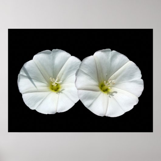 twee witte bloemen poster (Voorkant)