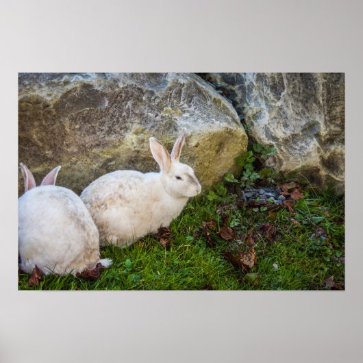 Twee Witte Bunnies Poster (Voorkant)