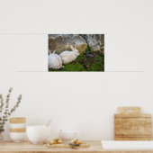 Twee Witte Bunnies Poster (Keuken)