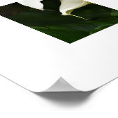Twee Witte Calla Lelie Bloem Fotografisch Poster (Hoek)