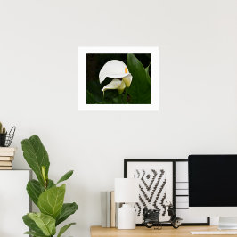 Twee Witte Calla Lelie Bloem Fotografisch Poster