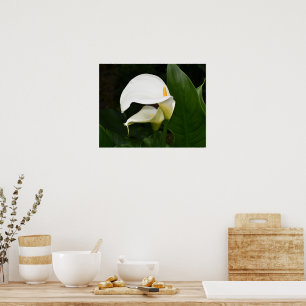 Twee Witte Calla Lelie Bloem Fotografisch Poster
