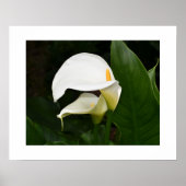 Twee Witte Calla Lelie Bloem Fotografisch Poster (Voorkant)