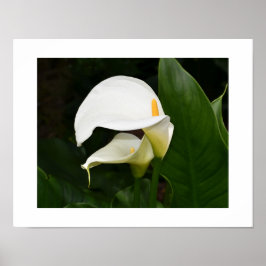 Twee Witte Calla Lelie Bloem Fotografisch Poster