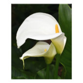 Twee witte Calla Lilies Floral Foto Afdruk (Voorkant)