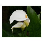 Twee witte Calla Lilies Floral Glossy Perfect Poster (Voorkant)