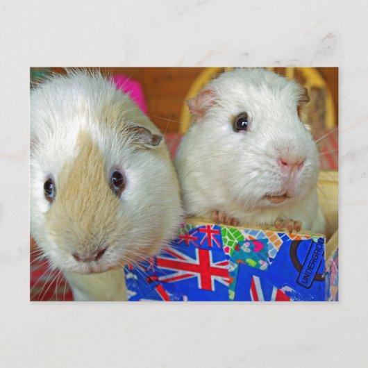 Twee witte cavia's briefkaart (Voorkant)