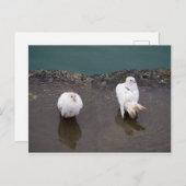 Twee witte duiven in een puddle briefkaart (Voorkant / Achterkant)