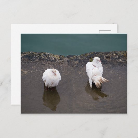 Twee witte duiven in een puddle briefkaart (Voorkant / Achterkant)