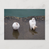 Twee witte duiven in een puddle briefkaart (Voorkant)