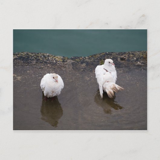 Twee witte duiven in een puddle briefkaart (Voorkant)