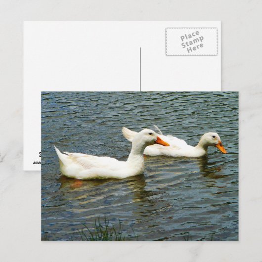 Twee witte eenden briefkaart (Voorkant / Achterkant)