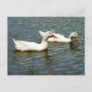 Twee witte eenden briefkaart