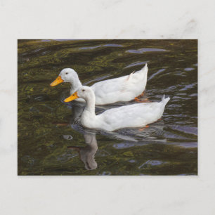 Twee witte eenden. Roath Park Lake, Cardiff, Wales Briefkaart
