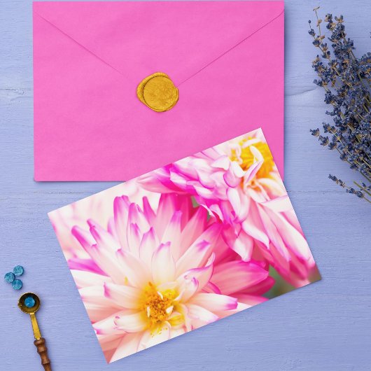 Twee witte en roze Dahlia blanco noot