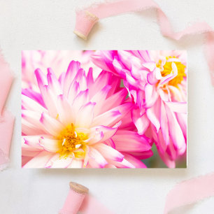 Twee Witte En Roze Dahlia Lege Notitie