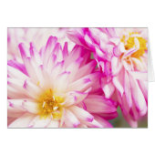 Twee Witte En Roze Dahlia Lege Notitie (Voorkant Horizontaal)