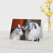 Twee witte geiten kaart (Gele Bloem)