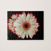Twee witte Gerbera Daisies Legpuzzel (Horizontaal)