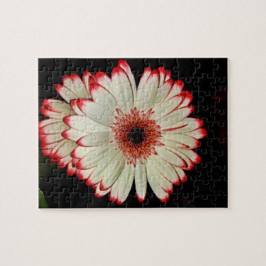 Twee witte Gerbera Daisies Legpuzzel (Horizontaal)