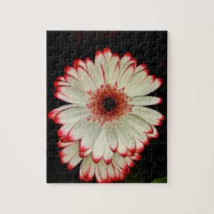 Twee witte Gerbera Daisies Legpuzzel